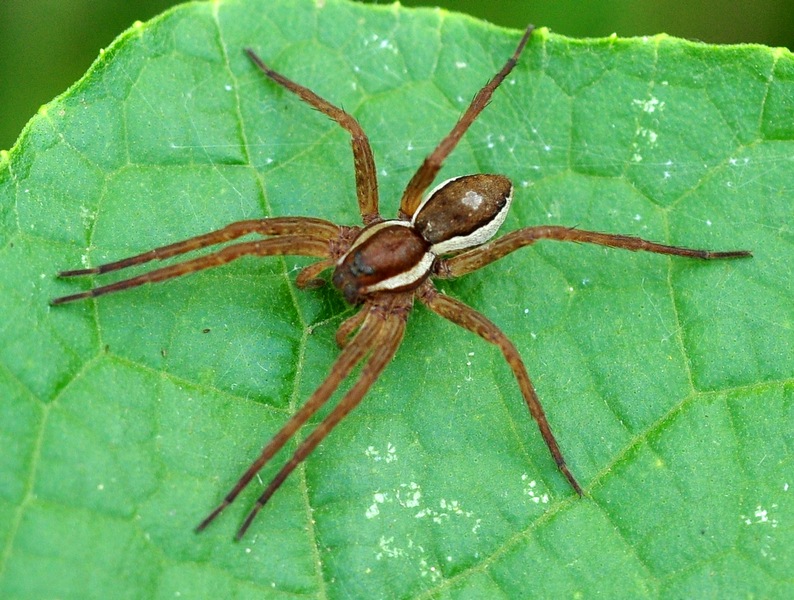 Dolomedes cf. fimbriatus